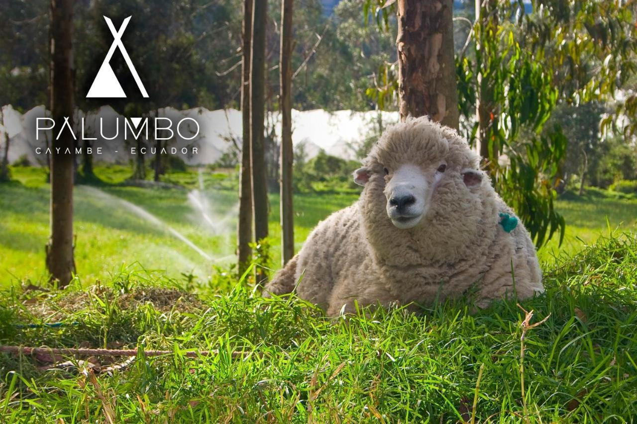 Palumbo Glamping & Villas Cayambe Exterior photo